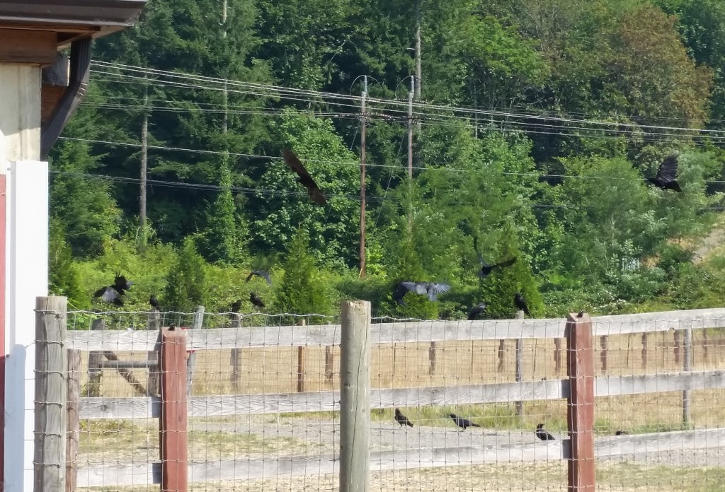 The crows coming in for their breakfast.