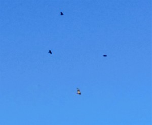 Crows attacking a hawk over our farm.