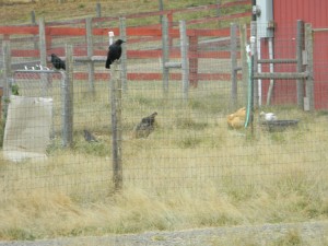 Crow sentries on duty while the chickens free range.