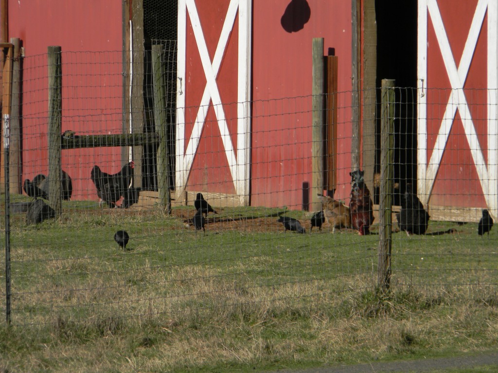 The chickens and crows socializing.